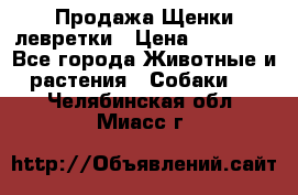 Продажа Щенки левретки › Цена ­ 40 000 - Все города Животные и растения » Собаки   . Челябинская обл.,Миасс г.